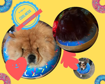 Dog Donut Collar | Alternative to Traditional or Soft Dog Cones | Inflatable Post-Surgery Cone for Medium Dogs (Blue)