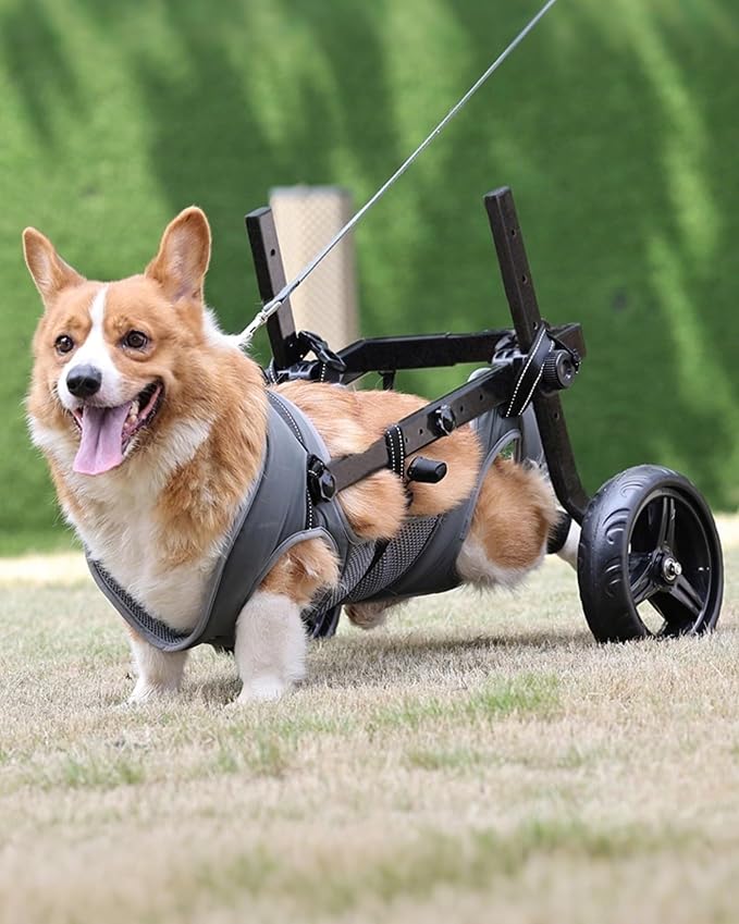 Adjustable Medium Dog Wheelchair for Back Legs, Upgraded Wheel, Disabled Pets, Leg Brace, Mobility Aid for Medium Pets, Hind Limb Rehabilitation, Older, Disabled (M/L(Chest 19.7-25.6in))