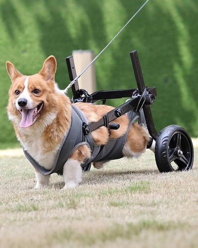 Adjustable Medium Dog Wheelchair for Back Legs, Upgraded Wheel, Disabled Pets, Leg Brace, Mobility Aid for Medium Pets, Hind Limb Rehabilitation, Older, Disabled (M/L(Chest 19.7-25.6in))