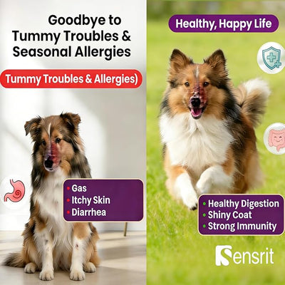 Probiotics for Dogs - 800M CFU Dog Probiotic Chews with Digestive Enzymes & Pumpkin | Seasonal Allergy, Itchy Skin & Immune Support for All Breeds - 90 Soft Chews, Chicken Flavor