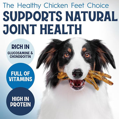 FETCHERONI Premium Chicken Feet Dog Treats - Dehydrated Poultry Foot - No Additives - Digestible Chew - Joint Health Support - All Natural (50-Pack)