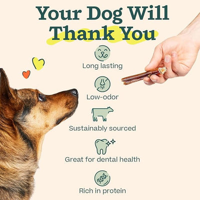 WOOF Bully Sticks Dog Treats - Chew Sticks for Dogs - Long-Lasting Dog Chew Treats - Made with Free-Range, Grass-Fed Beef - 12" Sticks - 5pk
