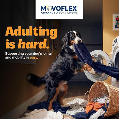 MOVOFLEX Advanced Soft Chews Hip Joint Support Supplement for Large Dogs - 60 Count by Virbac