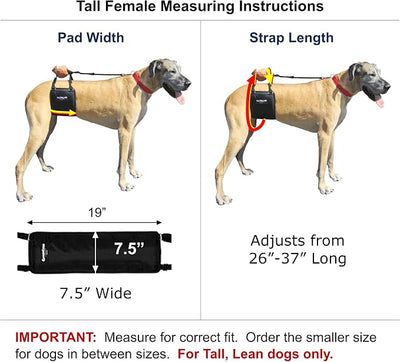 GINGERLEAD Dog Sling Hip Support Harness, Tall Female fits Tall, Lean Female Dogs Like Greyhounds or Great Danes. Padded Lifting Aid to Help Pets Up or Down Steps, in or Out of Vehicles. Made in USA