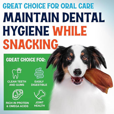 FETCHERONI Whole Pig Ears for Dogs Large - 100 Pack Long Lasting Dog Chews - One Ingredient Delicious All Natural Flavor – Easy to Digest Dog Treat for Large Dogs - Great for Teeth and Gums