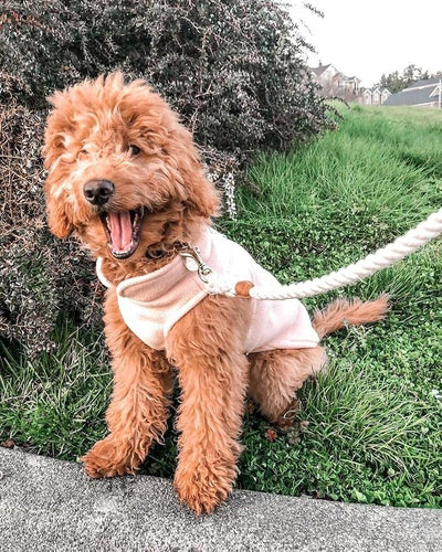 Gooby Fleece Vest Dog Sweater - Peach, Small - Warm Pullover Fleece Dog Jacket with O-Ring Leash for Small to Medium Dogs