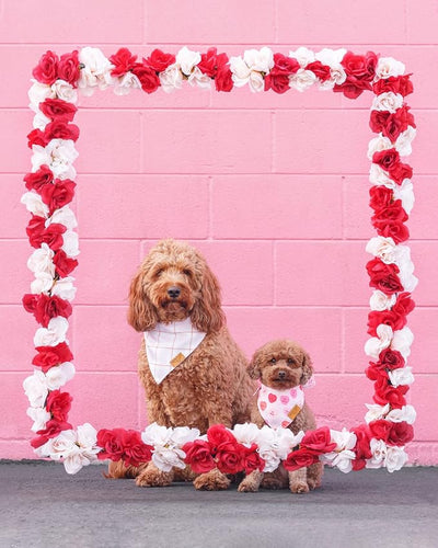 Remy+Roo Dog Bandanas - 2 Pack | Valentine's Day Sweetheart Dog Bandanas Set | Premium Durable Fabric | Patented Shape Bandanas for Dogs (Sweetheart, Small)