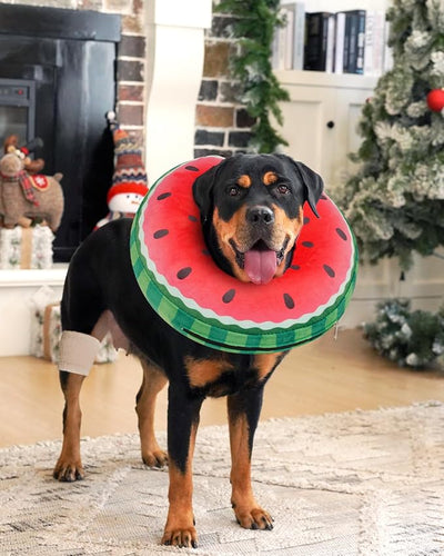 Inflatable Dog Pillow Cone Collar After Surgery, Donut Soft Neck Cone for Golden Retriever & German Shepherd Extra Large Dogs, etc, Recovery E Collar to Stop Licking Watermelon