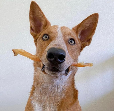 Beef Tendons for Dogs Made in USA. 6-10 Inch Grass Fed Farm-Raised American Beef Dog Treats. All Natural Dog Dental Chews. Grain Free Odor-Free Chews 5 Count