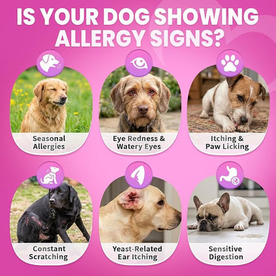 Dog Allergy Chews, Dog Allergy Relief for Itching Skin, Paw Licking, Yeast Relief, Hot Spots, Itchy Ears & Seasonal Allergies, Immune Support– with Colostrum, Probiotics – Chicken Flavor (200ct)