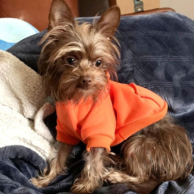 Jecikelon Soft Dog Hoodies for Small Dogs, Fleece Puppy Sweatshirt with Pockets, Warm Winter Cold Weather Coats for Pet Cat, Cute Clothes Puppy Costume (Orange, Medium)
