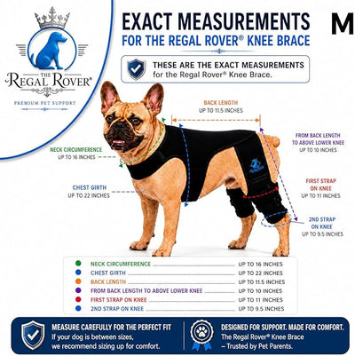 Dog Rear Knee Brace for Small & Medium Breeds, Adjustable Hind Leg Support for ACL/CCL Injury Recovery, Joint Stability, Ligament Protection & Injury Prevention (M)