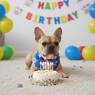 ADOGGYGO Birthday Boy Dog Tuxedo Bandana, Blue Collar with Bow Tie, Adjustable Formal Birthday Costume for Small Dogs (S)