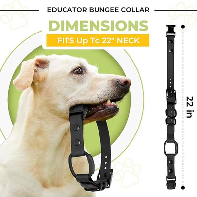 eCollar Replacement Strap Bungee Style - Waterproof Collar Compatible with Garmin, Dogtra, SportDOG, Educator (Orange 3/4")