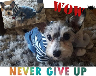 SILD Pet Denim Jumpsuit Dog Jeans Hoodies Cool Blue Coat Medium Small Dogs Classic Jacket Puppy Blue Vintage Washed Vests (M)