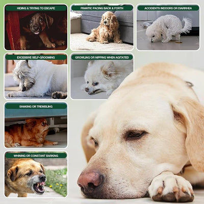 180 Cts, Dog Calming Chews, Calming Chews for Dogs, Soft Chews Treats Helps with Strеss, Anxiеty Rеlief, Separation,
