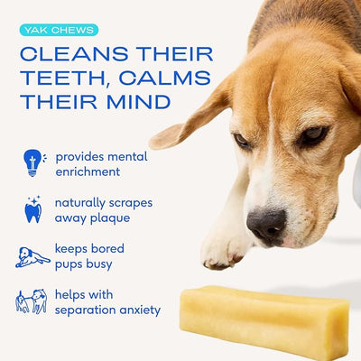 Native Pet Yak Cheese Himalayan Dog Chews - Long Lasting Dental Sticks for Large Breeds – 100% All Natural Himalayan Yak Chews for Large Dogs – Cheese Bone for Aggressive Chewers - 10 Per Pack