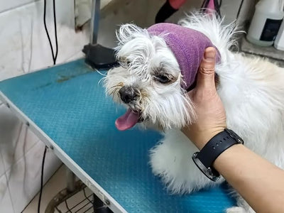 Dog Head Cover Keep Calm Ear Wrap Hematoma for Bathing, Grooming, Thunder & Fireworks Pail Lilac+Pink M