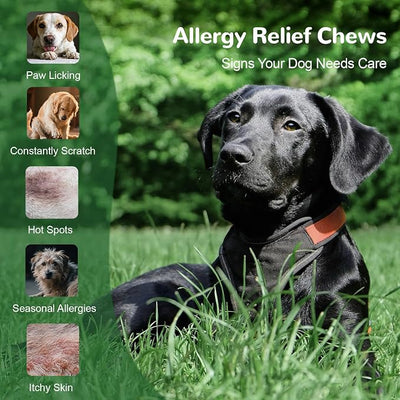 Dog Allergy Chews, Dog Itch Relief Chews for Paw Licking Itchy Skin, Probiotics with Omega-3 Turmeric Astragalus for Large Dogs Coat Immune Supplement-150ct