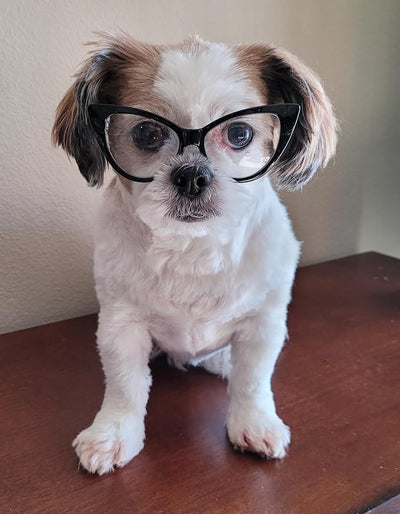 G002 Dog Pet Clear Lens Costume Glasses Small to Medium Breeds 12LBS~30LBS Prop Photoshoot Sunglasses (Cateye Black-Clear)