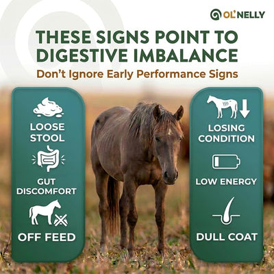 OL' NELLY Horse Probiotic Paste, 12 Billion CFU Multi-Strain + Prebiotic, Vitamins & Minerals — Supports Equine Gut Health, Hindgut, Digestion, Immune Support, Energy, Coat & Hooves, 2 x 80cc Syringe