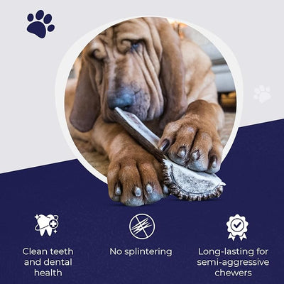 Devil Dog Pet Co. Split Elk Antlers for Dogs, Natural Dog Chew with Exposed Marrow - Long Lasting and Odor Free - USA Sourced - Cleaner Teeth, Anxiety & Boredom Relief - Large 6"+ - Antler Bone