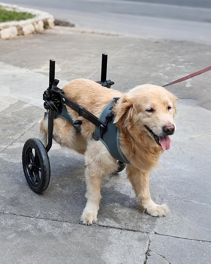 Adjustable Large Dog Wheelchair for Back Legs, Upgraded Wheel, Disabled Pets, Leg Brace, Mobility Aid for Large Pets, Hind Limb Rehabilitation, Older, Disabled (XL(Chest 28.3-33.9in))