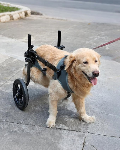 Adjustable Large Dog Wheelchair for Back Legs, Upgraded Wheel, Disabled Pets, Leg Brace, Mobility Aid for Large Pets, Hind Limb Rehabilitation, Older, Disabled (XXL(Chest 32.7-37.8in))