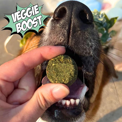 Chippin Healthy Dog Treats, All Natural Crunchy Biscuits with Real Spirulina, Kale, Oats, No Meat, Hypoallergenic, Vegan Treats for Puppy, Small, Large Dogs, 2 Pack