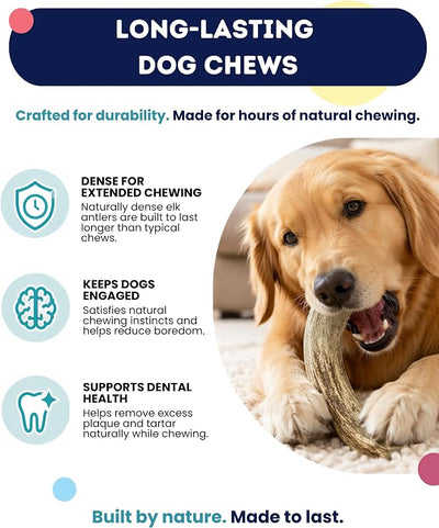 Onward Hound Elk Antlers for Dogs, 6 Inch+ Medium Whole Antler Chews, Natural Dog Antlers for Aggressive Chewers, Long Lasting Dog Chew, Single Ingredient, Low Odor No Greasy Mess, Made in USA, 3-Pack