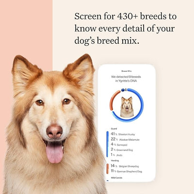 Wisdom Panel Premium Dog DNA Testing Kit - Most Comprehensive Test - 265+ Health Tests, 430+ Dog Breeds, 50+ Traits, Relatives, Ancestry, 1 Pack
