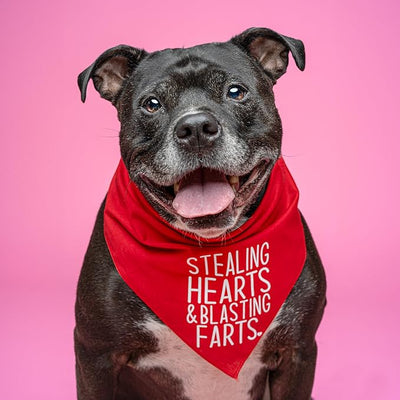 Stealing Hearts Blasting Farts Dog Bandana | 100% Cotton Adjustable Triangle | Made in USA | Valentine's Day | Cute & Funny |Baby Pink, X-Small (983)