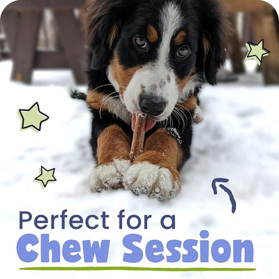 Pawstruck All-Natural 6" Bully Stick Springs for Dogs - Fun, Challenging, Rawhide-Free, 100% Beef, Single Ingredient Chew Bones - Fully Digestible, Low Odor - 10 Pack - Packaging May Vary