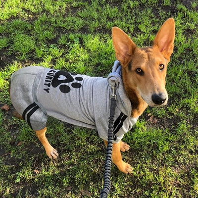 Dog Hoodie Security Clothes 4 Legs Jumpsuit Sweatshirt Hoodies Soft & Warm Dog Outfit Pullover Dog Winter Clothes Sweater for Small Medium Large Dogs Cats (Gray, XX-Large)