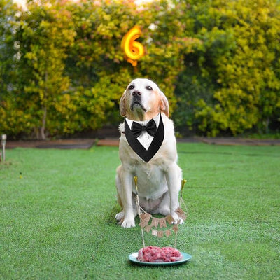 ADOGGYGO Formal Dog Tuxedo, Wedding Puppy Bandana Collar with Bowtie, Adjustable Puppy Birthday Wedding Tux Outfit for Extra Small Dogs Cats (XS, Black)
