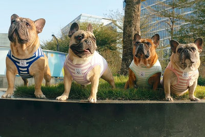 iChoue French Bulldog 100% Breathable Cotton Striped T Shirts Halloween Vest Clothes for Medium Dogs Tank Tops Frenchie Pug English Boston Terrier Pitbull Pink White Stripes - Large Plus