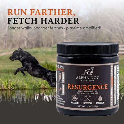 Alpha Dog Nutrition Electrolytes for Dogs - PhD Formulated Hydration Supplement with Beef Flavor for Active Canines - Versatile Powder for Dehydration Recovery and Stamina