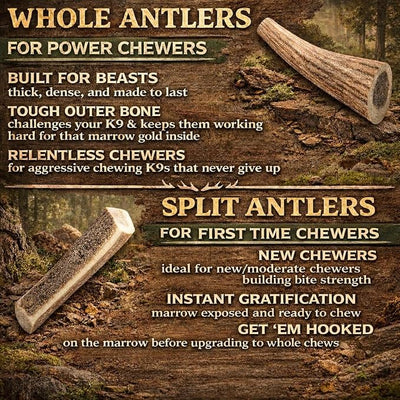 Elk Antlers for Dogs – Large Whole (7.5-9 Inch), Durable Chew for Aggressive Chewers, USA Sourced, Naturally Shed & Ethically Harvested