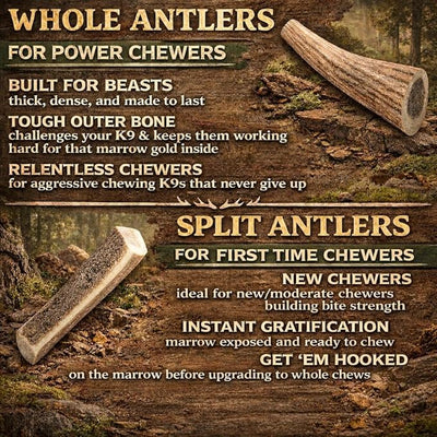 Elk Antlers for Dogs – Large Split (7.5-9 Inch), Irresistible Chew, USA Sourced, Naturally Shed & Ethically Harvested