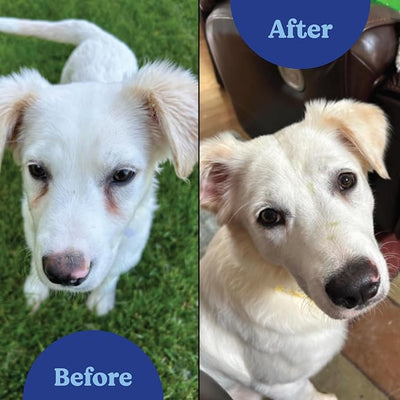 ANGELS' EYES NATURAL PLUS Tear Stain Prevention Beef Powder for Dogs | All Breeds | No Wheat No Corn | Daily Support for Eye Health | Proprietary Formula |Limited Ingredients | Net Content 45g