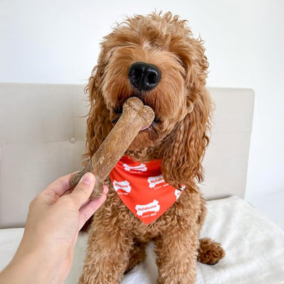 Nylabone Healthy Edibles Natural Dog Chews, Long Lasting Bones for Dogs, Bacon Flavor Dog Treats, Medium (1 Count) (Pack of 2)