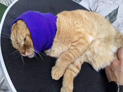 Cat Ear Wrap Noise Protection - Anxiety & Stress Relief Grooming Headband - Ear Wrap for Pets Purple S