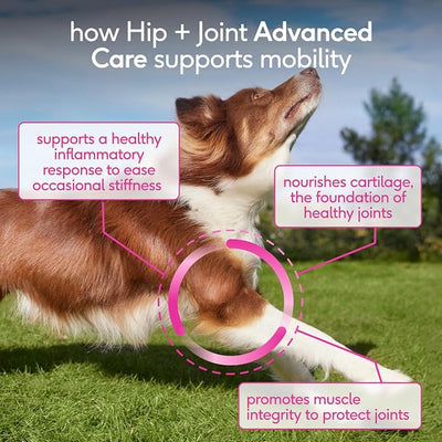 Native Pet Hip & Joint Advanced Care Dog Joint Supplement Powder for Mobility & Movement Support, Joint Supplement for Dogs with HMB, UC-II Collagen, Green Lipped Mussel & Hyaluronic Acid – 120 Scoops
