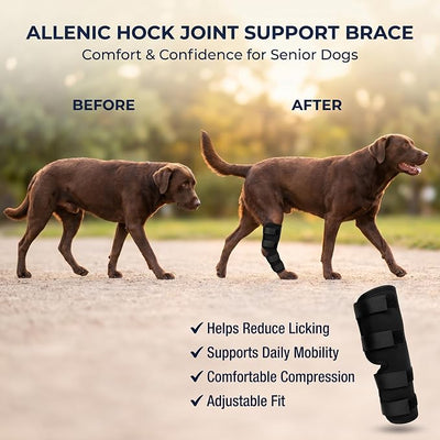 Dog Knee Brace for Hind Leg, Dog Hock Brace for Back Leg Support, Adjustable ACL CCL Brace for Dogs, Rear Leg Support for Joint Stability, Recovery & Mobility, Small Medium Large Dogs (Black, M)