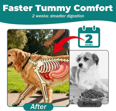 Dog Upset Stomach Relief for Nausea | Probiotics for Dogs | Soothe Upset Stomach | Dog Slippery Elm & Pumpkin | Support Digestive Health | 2.12 OZ Chicken Flavor