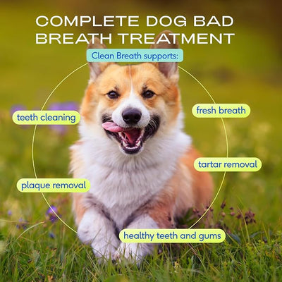 Native Pet Clean Breath Dog Dental Care - Teeth Cleaning for Fresh Breath, Clean Teeth & Healthy Gums - Tartar and Plaque Remover - Dog Breath Freshener - 60 Scoops