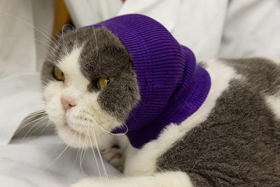 Cat Ear Wrap Safe & Sound Noise Reduction Keep Calming Anti-Anxiety Neck Gaiter for Cats Purple S