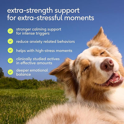 Native Pet Advanced Calming Chews for Dogs - Anxiety Relief, Stress, Separation, Travel & Sleep Support with Melatonin for Dogs, Hydrolyzed Casein, Valerian Root & L-Tryptophan -30 Chews