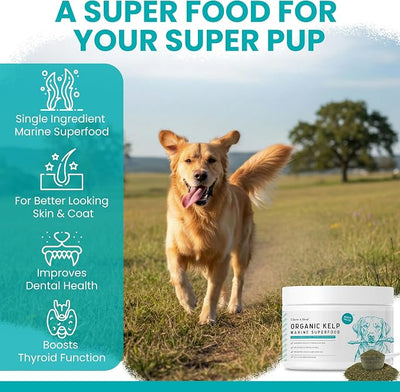 Sea Kelp Powder for Dogs - Dental, Plaque, Skin & Coat, Thyroid - Chew + Heal Labs Iodine-Rich 4 oz Kelp Supplement, Digestion & Immune, Seaweed Meal Topper with 5cc Scoop, Made in USA