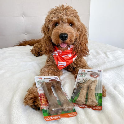 Nylabone Healthy Edibles WILD Natural Dog Chew Treats for Large Dogs, Long Lasting Dog Healthy Chew Antler Bone Made in USA, Venison Flavor, For Dogs Up to 50 lbs. (2 Count)